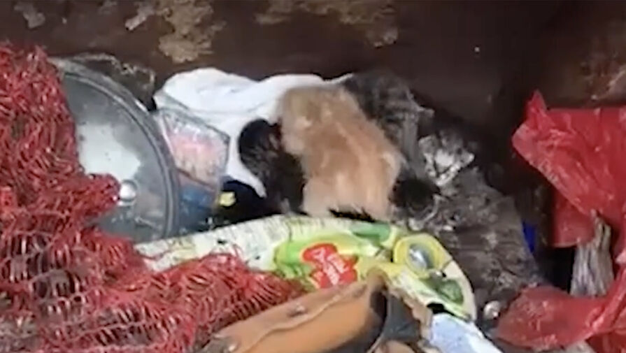 Четверых котят, прижавшихся друг к другу, нашли в кузове мусоровоза в Петербурге
